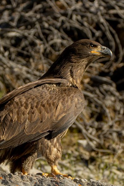Golden Eagle