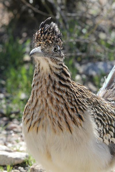 Greater Roadrunner