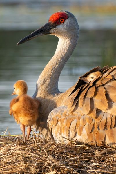 Sandhill Crane