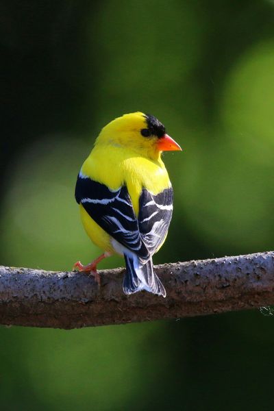 American Goldfinch