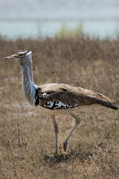 Kori Bustard
