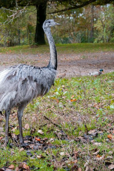 Greater Rhea