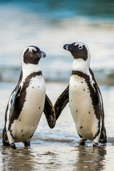 African Penguin