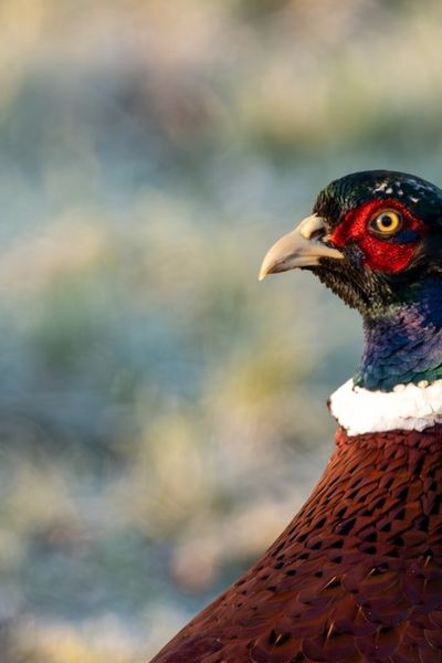 Ring-necked Pheasant