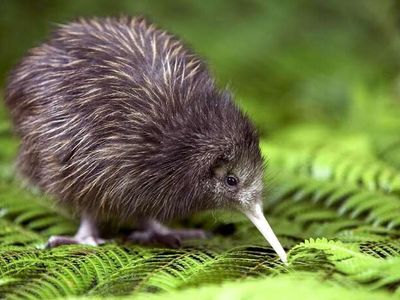 North Island Brown Kiwi