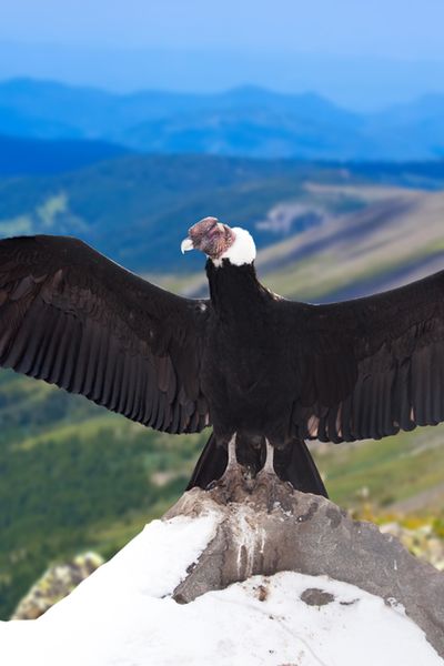 Andean Condor