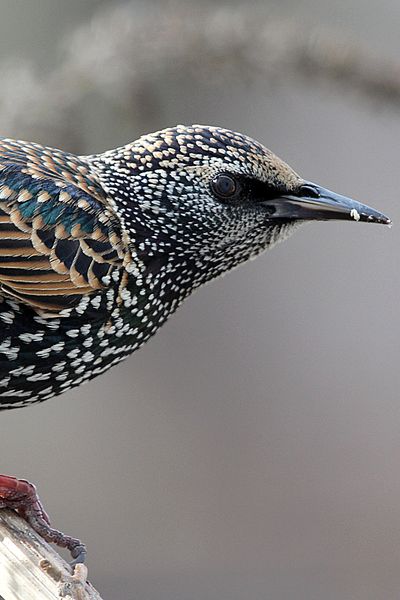European Starling