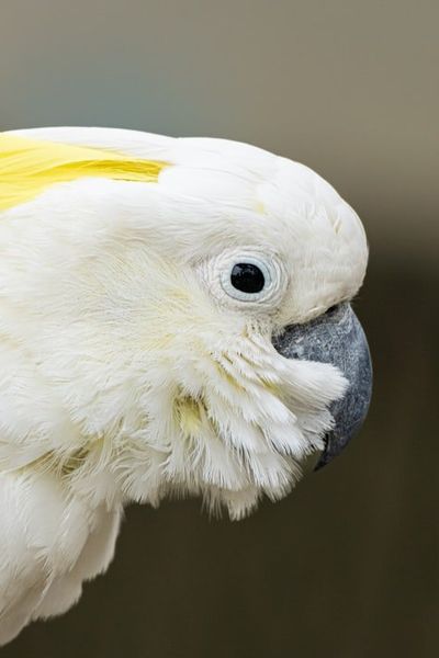 Sulphur-crested Cockatoo