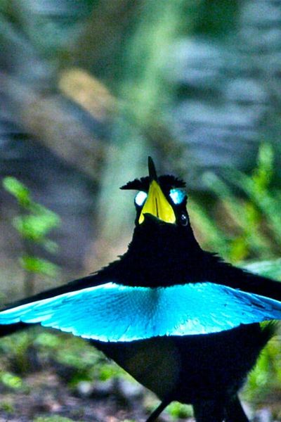 Superb Bird Of Paradise